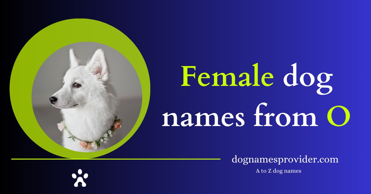 Dog-names-that-start-with-O-for-Females