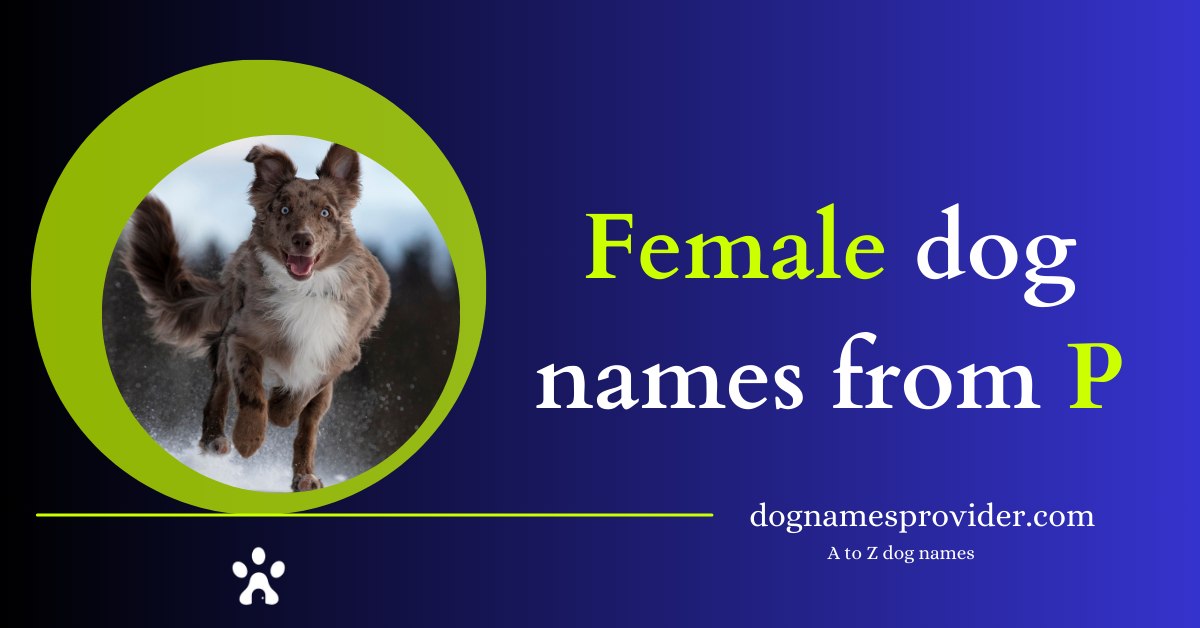 Female-dog-names-beginning-with-P