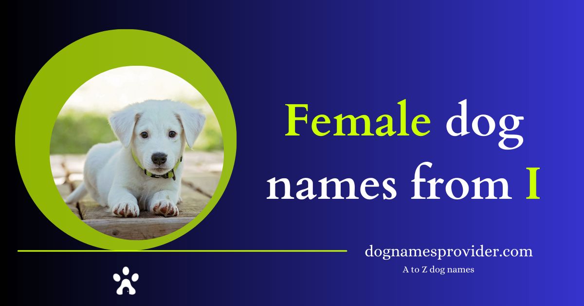 Female-dog-names-starting-with-I