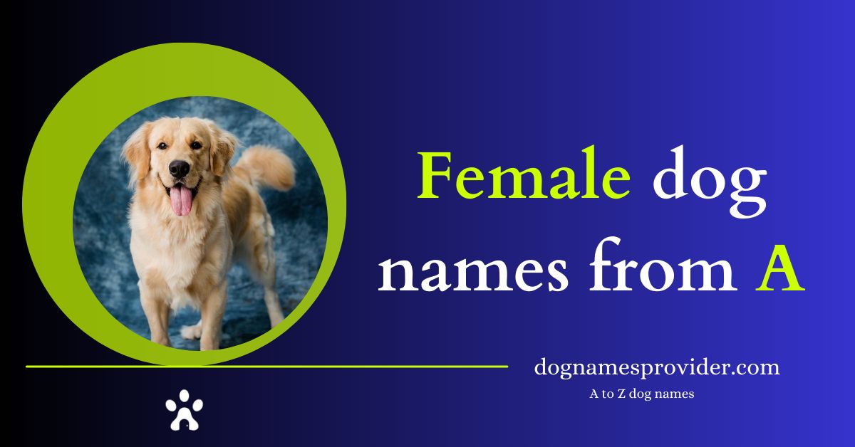 Female-dog-names-that-start-with-A