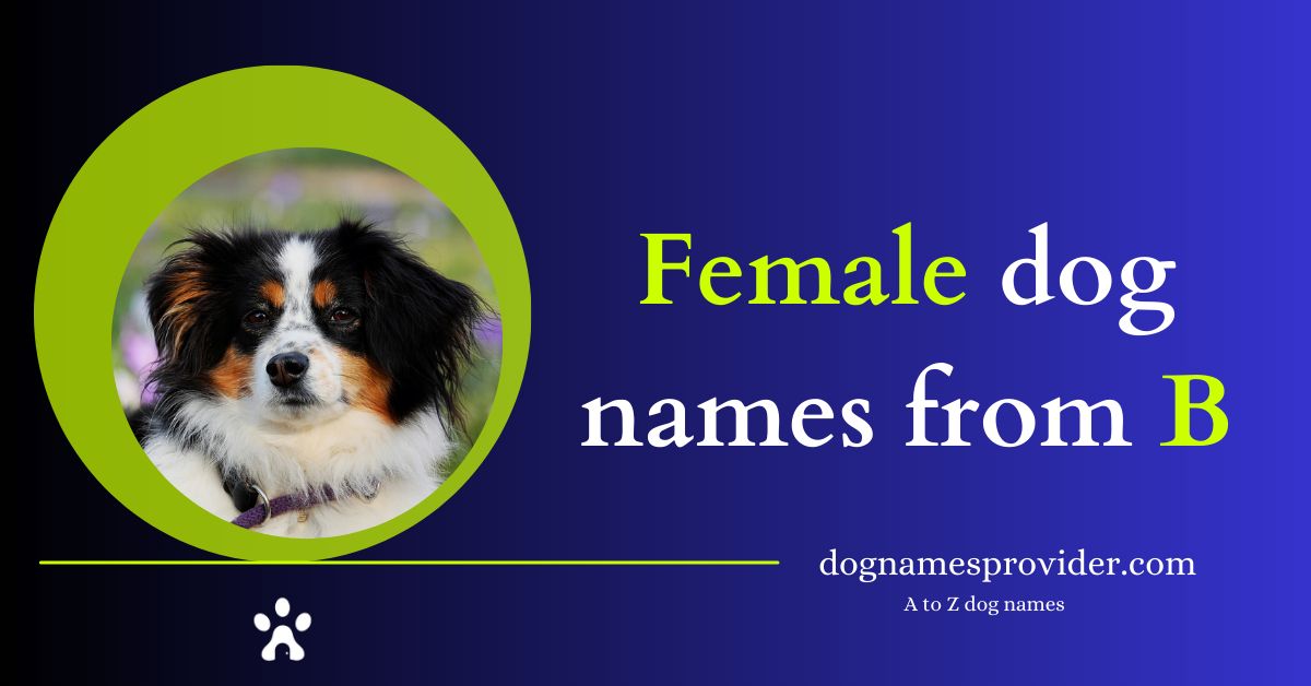 Female-dog-names-that-start-with-B