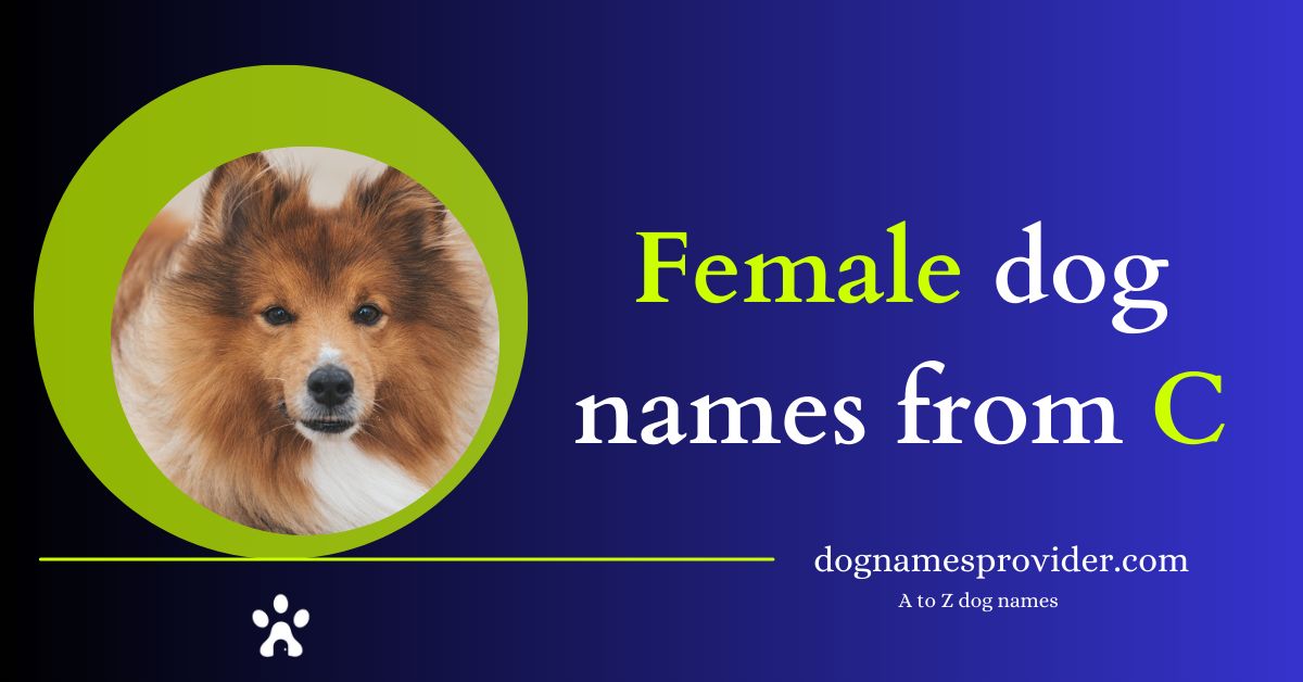 Female-dog-names-that-start-with-C