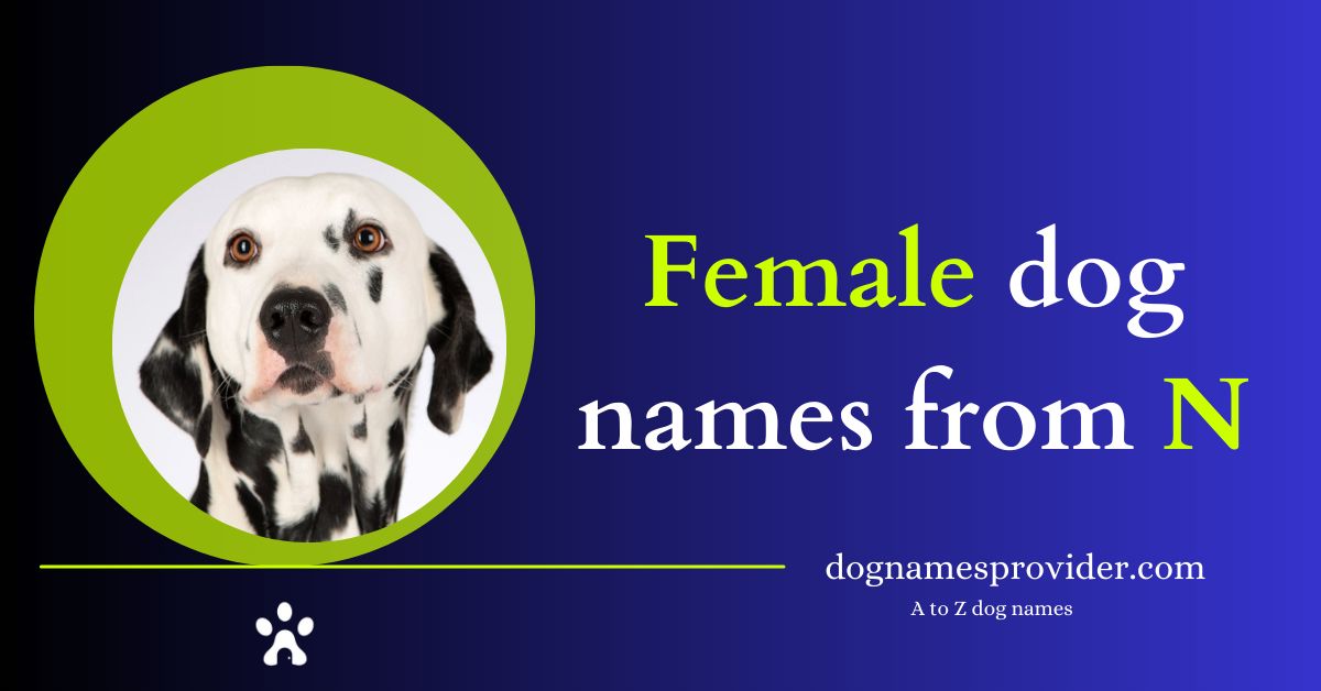 Female-dog-names-that-start-with-N