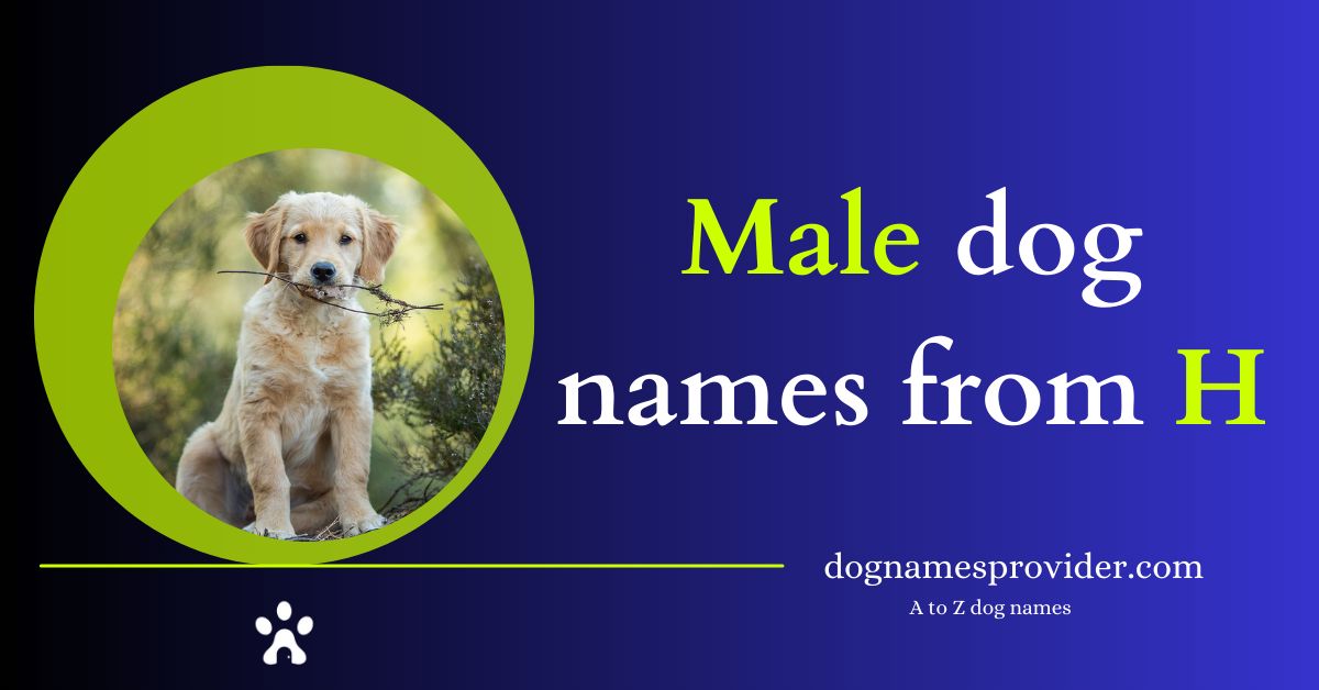 Dog-names-starting-with-H-Male