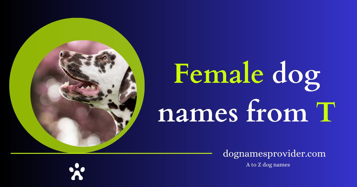 Female-dog-names-beginning-with-T