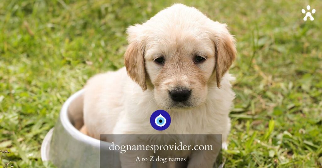 Female-dog-names-beginning-with-T