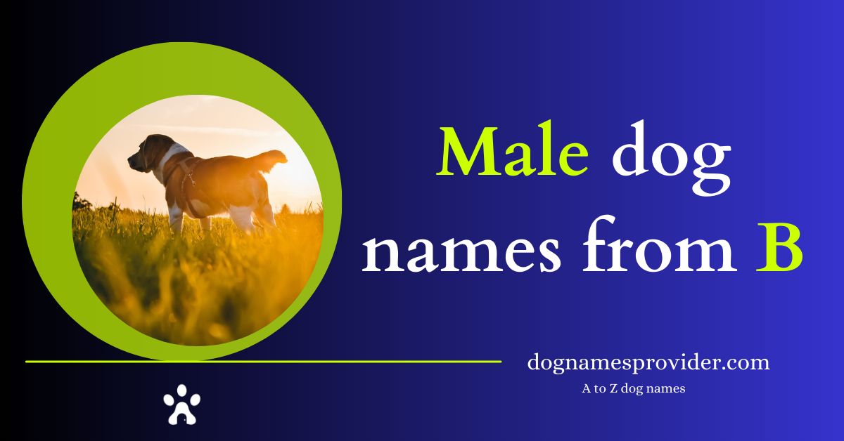 Male-dog-names-that-start-with-B