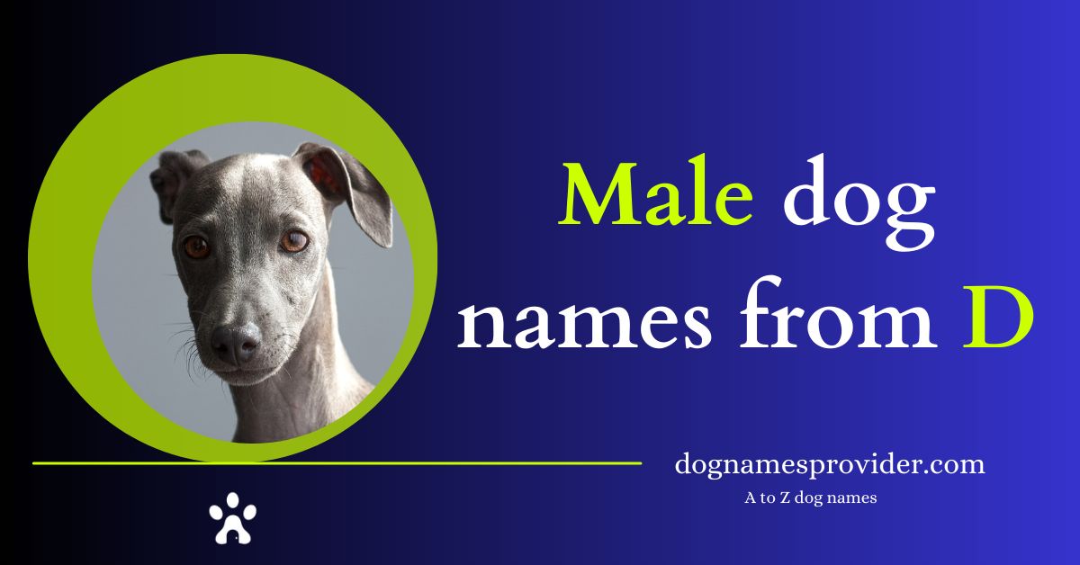 Male-dog-names-that-start-with-D