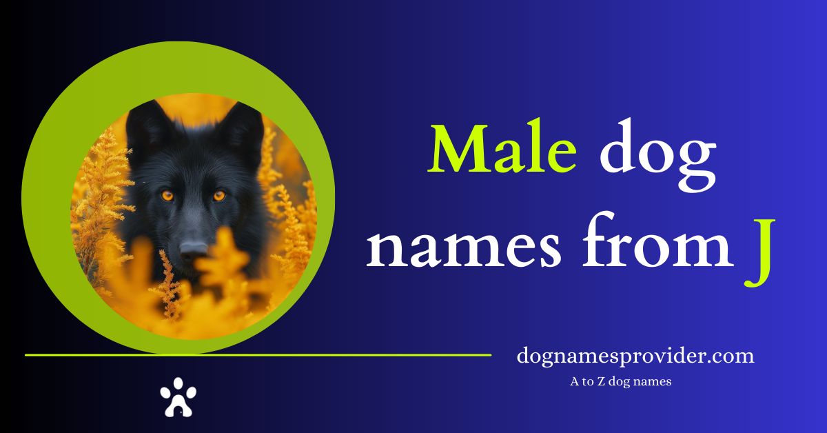 Male-dog-names-that-start-with-J