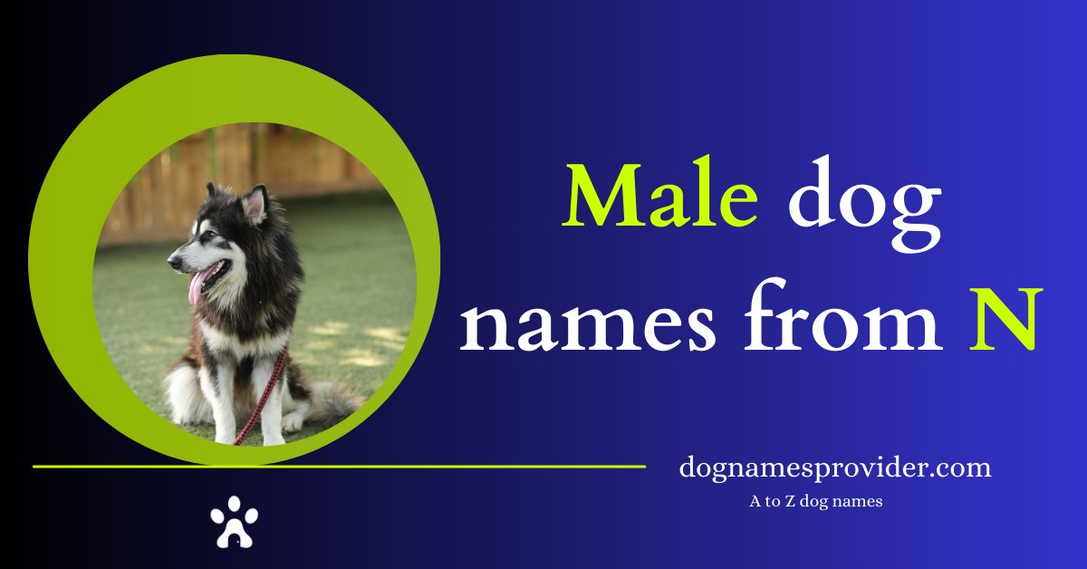 Male-dog-names-that-start-with-N