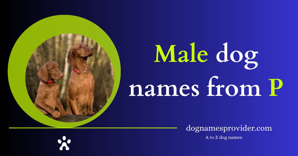 Male-dog-names-that-start-with-P