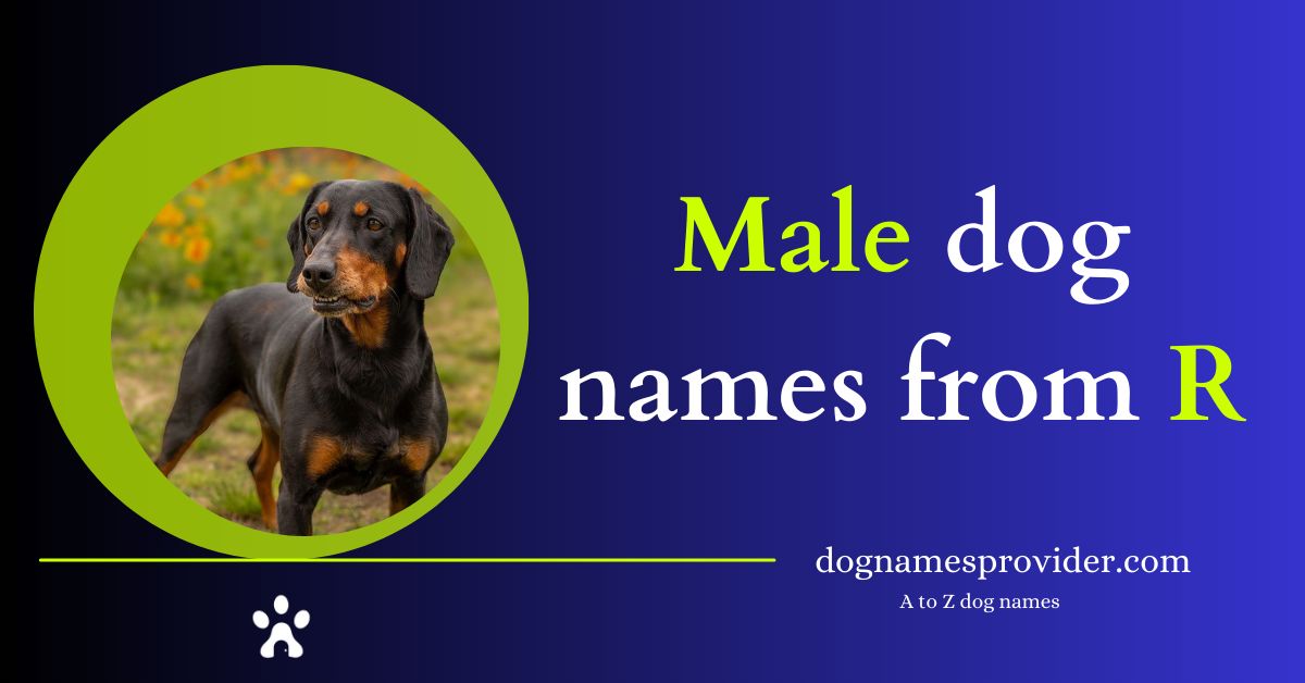 Male-dog-names-that-start-with-R